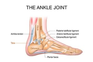 10 Health Facts About Ankle Joints